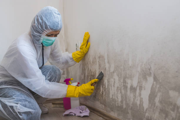 Best Emergency Mold Removal  in Sauk Rapids, MN