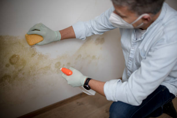 Best Emergency Mold Removal  in Sauk Rapids, MN