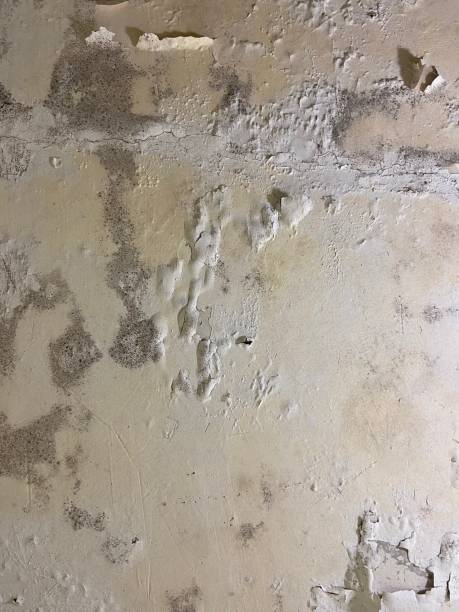 Best Professional Mold Removal  in Sauk Rapids, MN