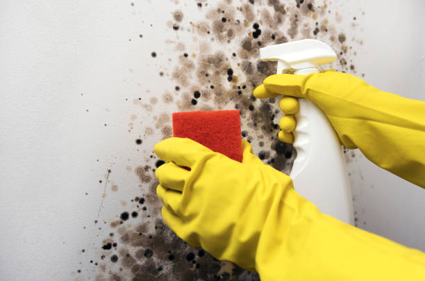 Best Fast Mold Removal  in Sauk Rapids, MN